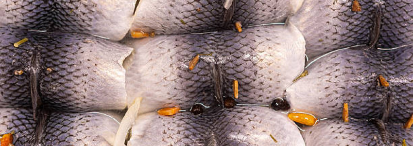 Marinés