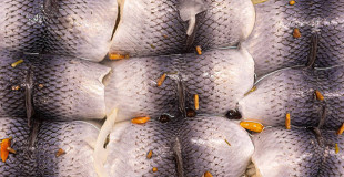 Marinés