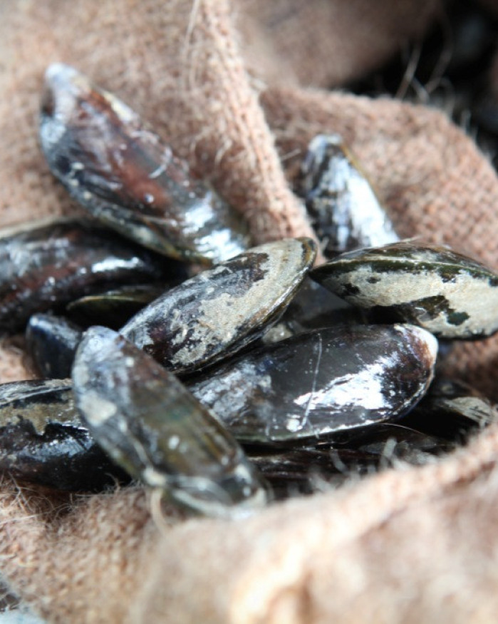 Moules de Dunkerque - 1kg