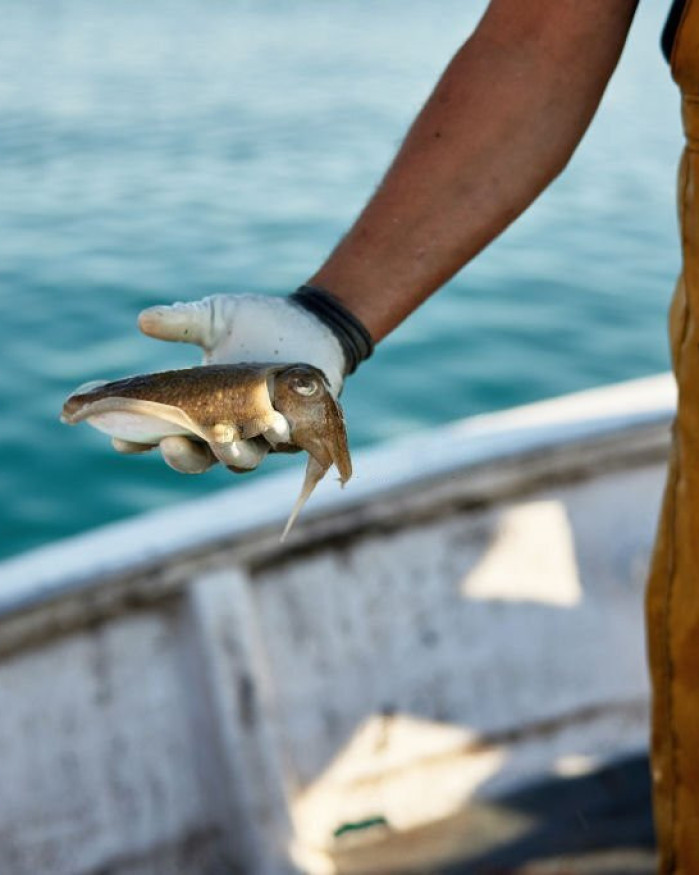 Blanc de Seiche - 1kg
