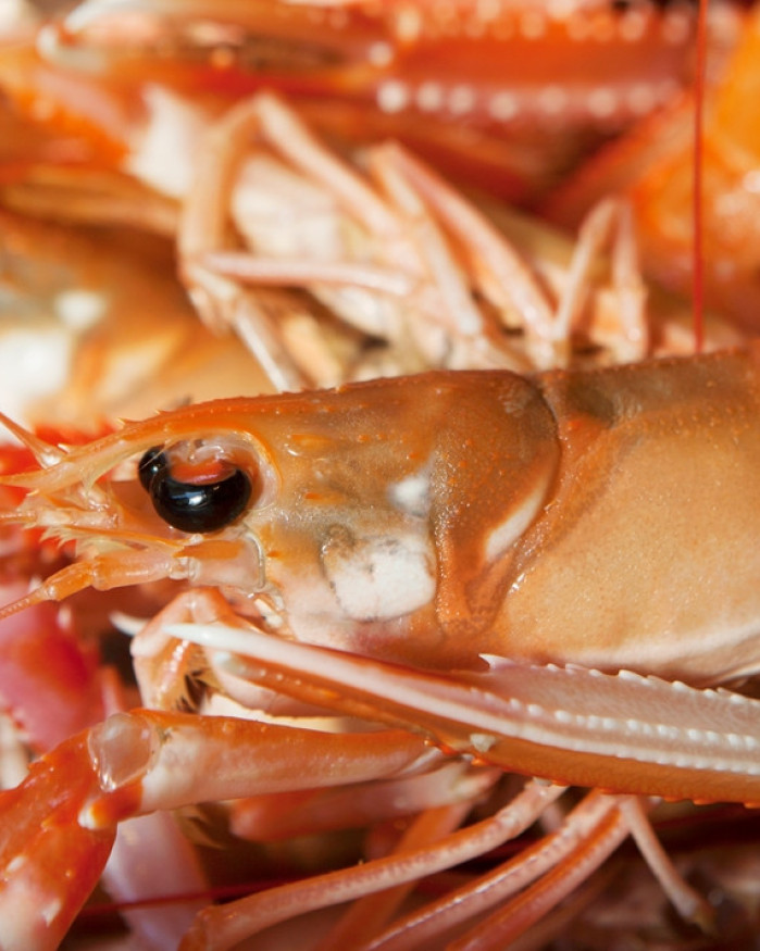  Langoustines Crues 16/20 - 3kg