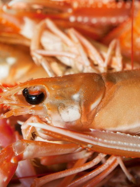  Langoustines Crues 16/20 - 3kg