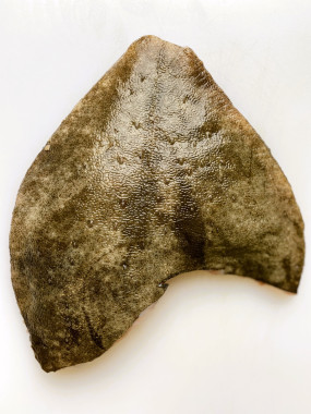 Turbot Prêt à Cuire - environ 1kg