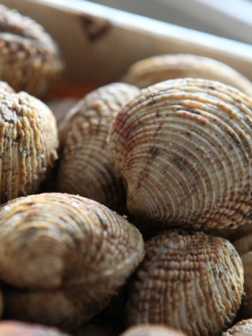 Praires - Baie de Granville - 2kg