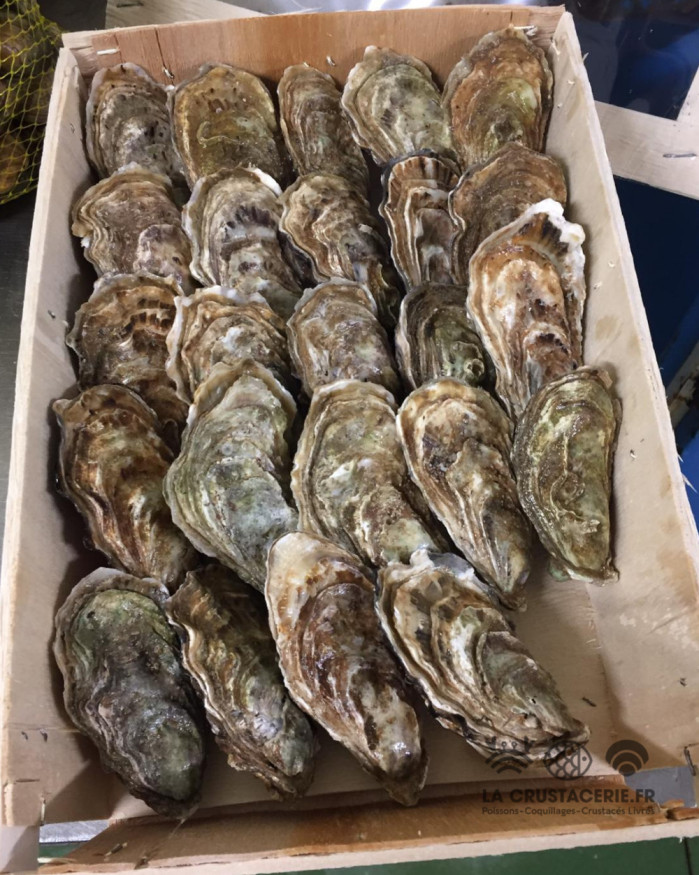 Huîtres fines cocktail N°4 - Saint-Vaast - 32 pièces 