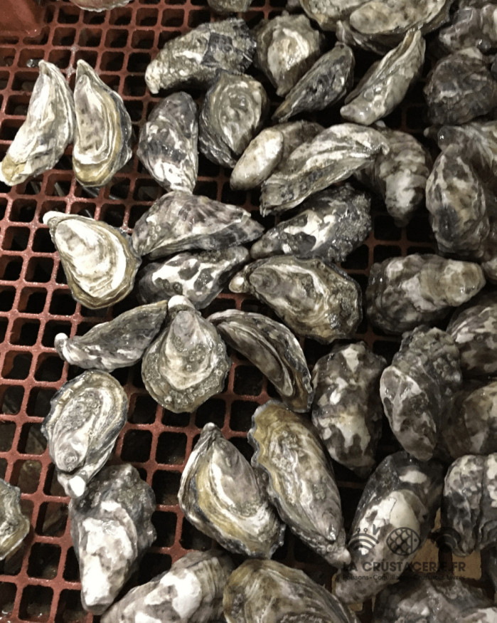 Huîtres fines cocktail N°4 - Saint-Vaast - 32 pièces 