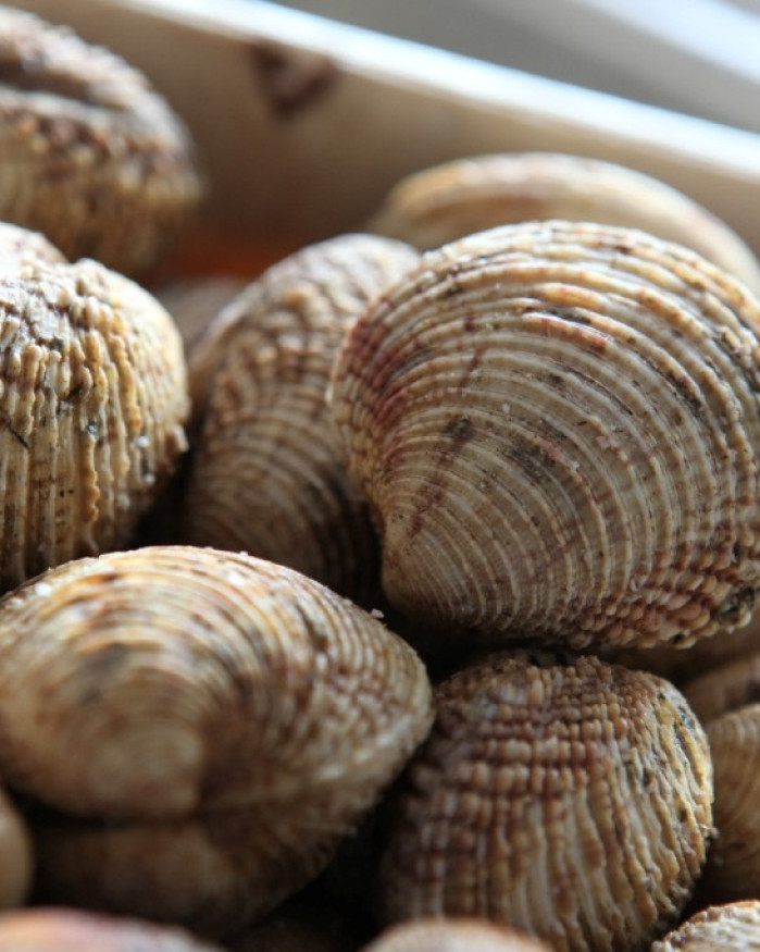 Praires - Baie de Granville - 3kg