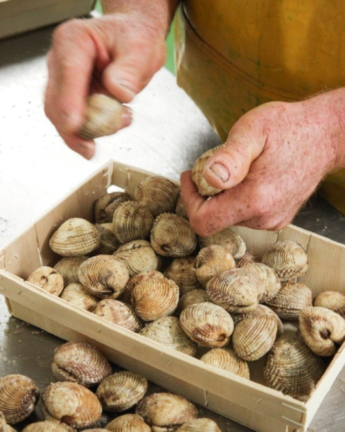 Praires - Baie de Granville - 3kg