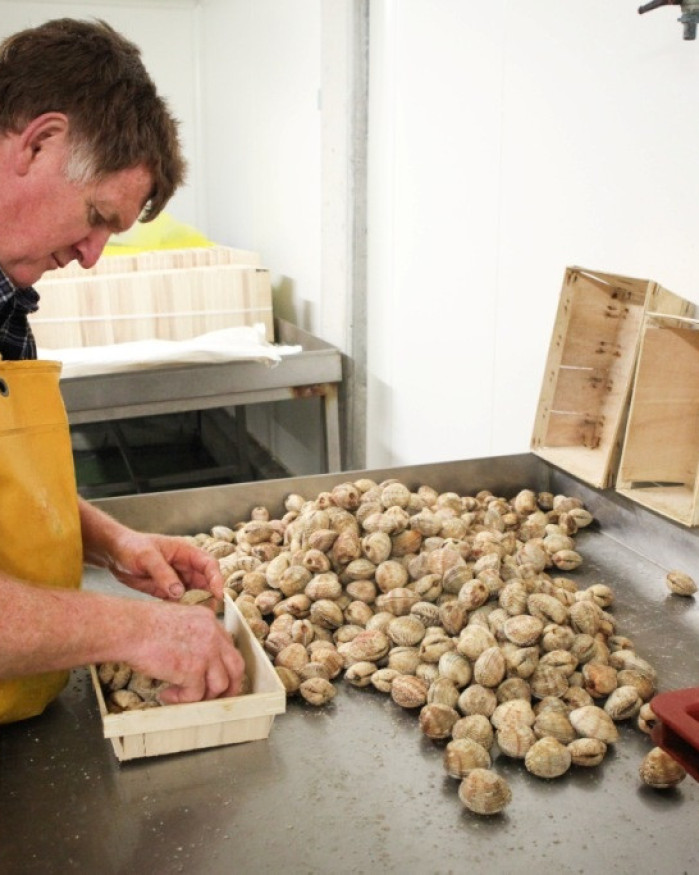 Praires - Baie de Granville - 3kg