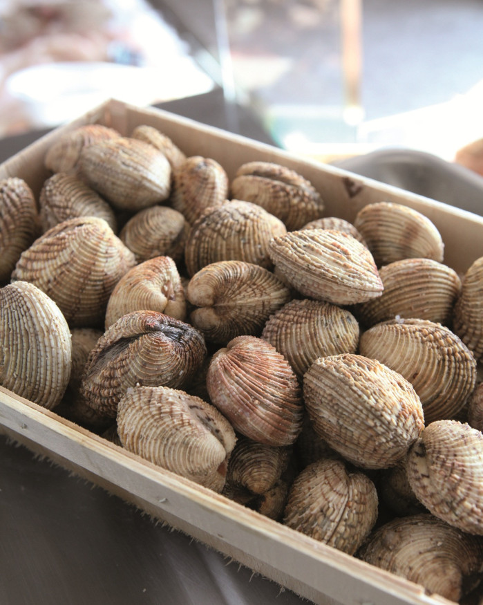 Praires - Baie de Granville - 3kg