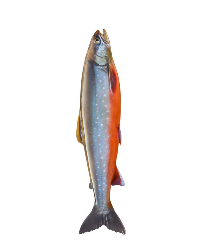 Filets d'omble chevalier avec peau - 500 g