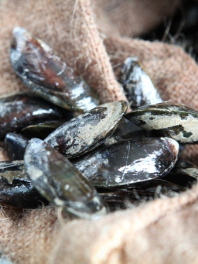 Moules de Dunkerque - 3 kg