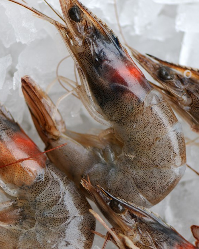 Crevettes Crues - Crustacerie.Fr
