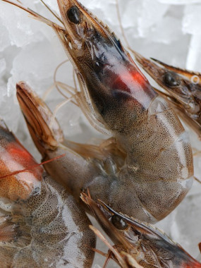 Crevettes crues - Enveloppe de 1kg