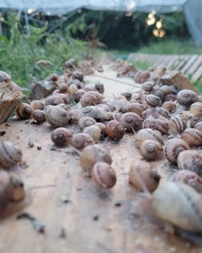 12 escargots en coquille à la bourguignonne (frais)
