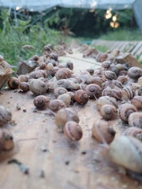 12 escargots en coquille à la bourguignonne (frais)