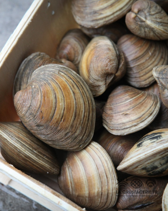 Clams - Moyen - 1kg