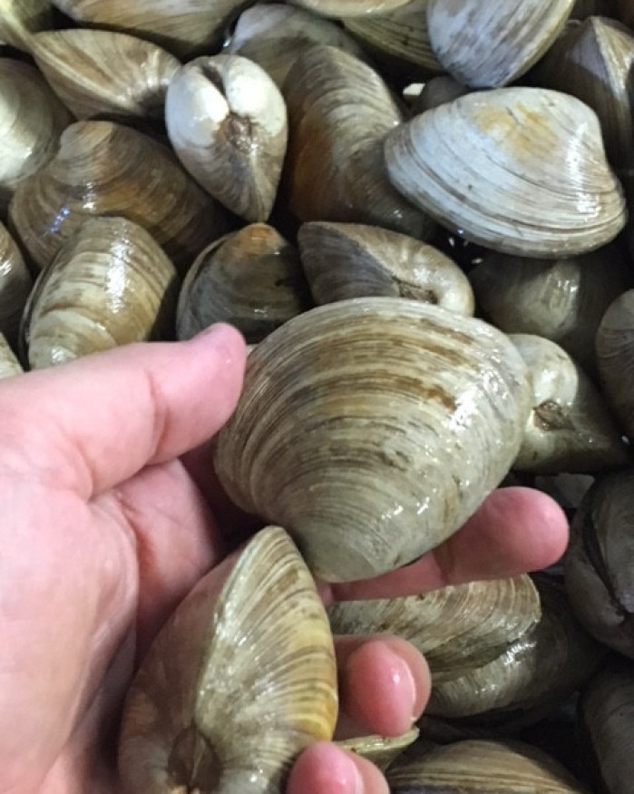 Clams - Moyen - 1kg