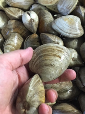 Clams - Moyen - 1kg