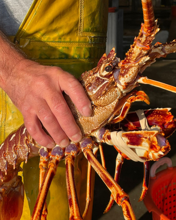 Langouste Royale Vivante - environ 1kg