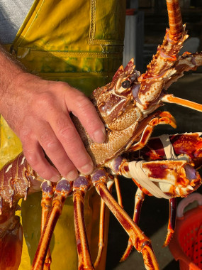 Langouste Royale Vivante - environ 1kg
