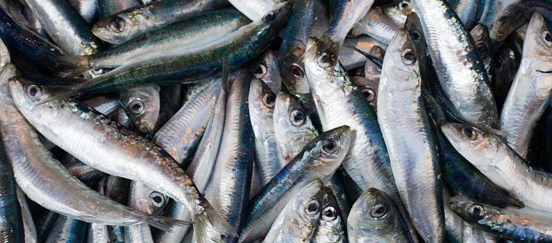 Libérez les sardines