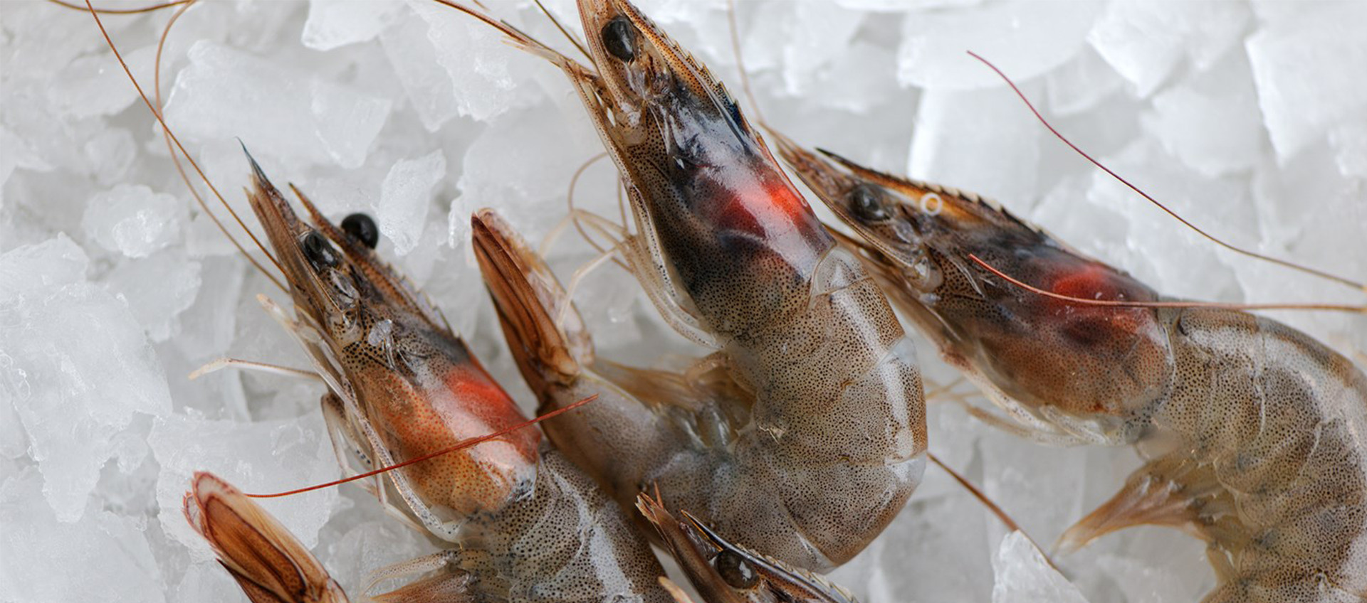 Les crevettes crues en promo